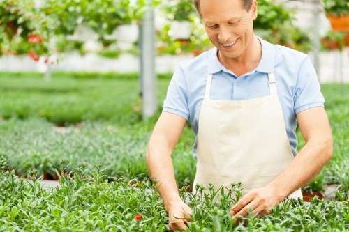 Tree care specialist managing mature trees in Willesden