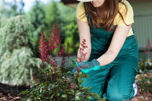 Professional stump grinding at a Willesden commercial or communal outdoor area