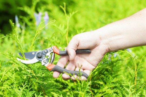 Local hedge cutting service for a Willesden property frontage
