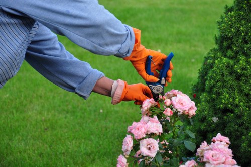 Professional arborist working on a mature tree near a Willesden property